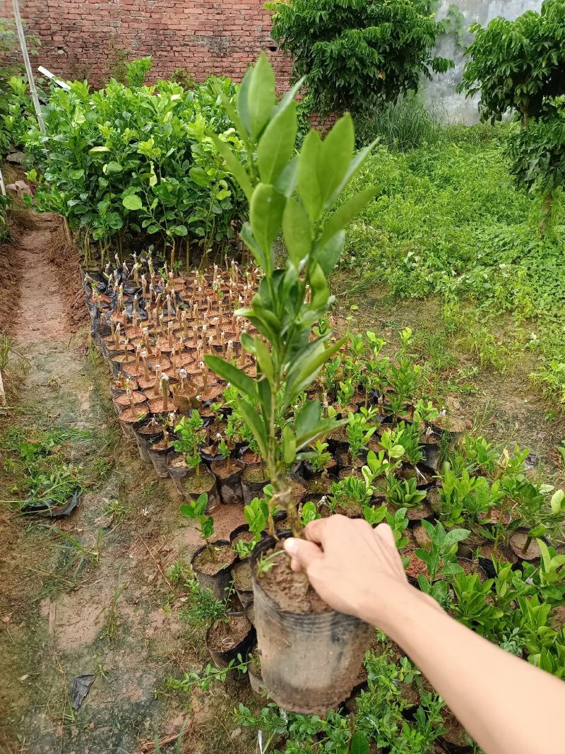 云南小蜜桔树苗嫁接苗种植一年可开始结果丰产型