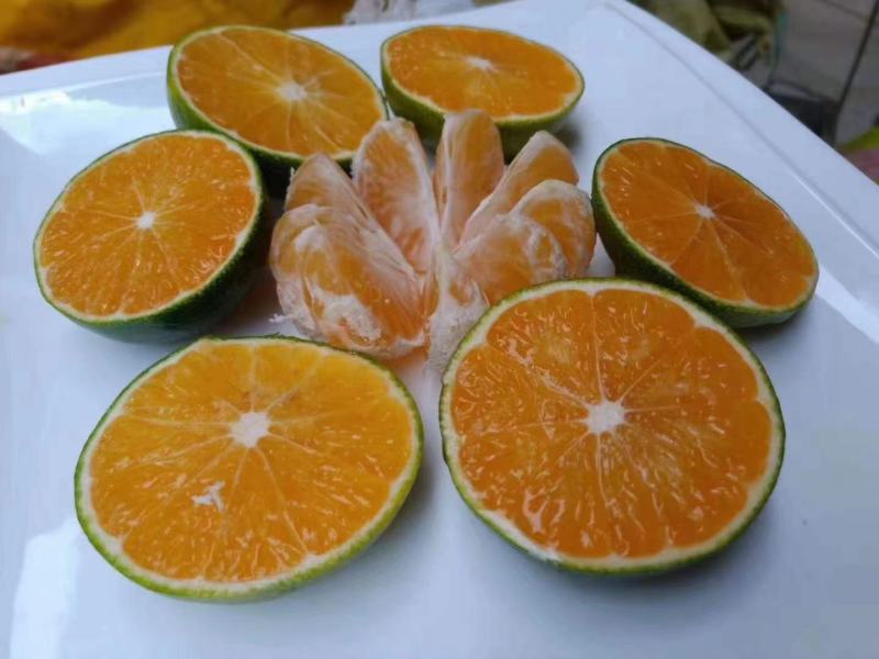 云南小蜜桔树苗嫁接苗种植一年可开始结果丰产型