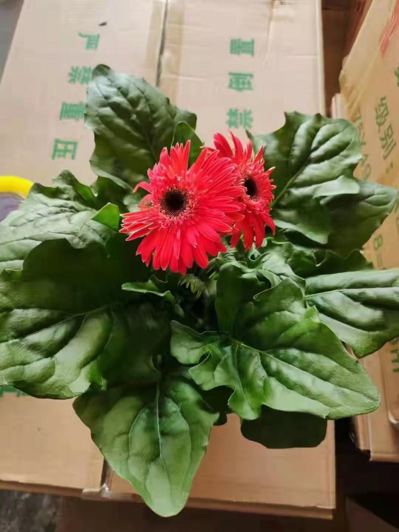 非洲菊实物实拍图状态很好发货标准如