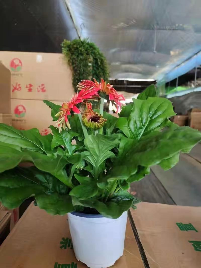 非洲菊实物实拍图状态很好发货标准如