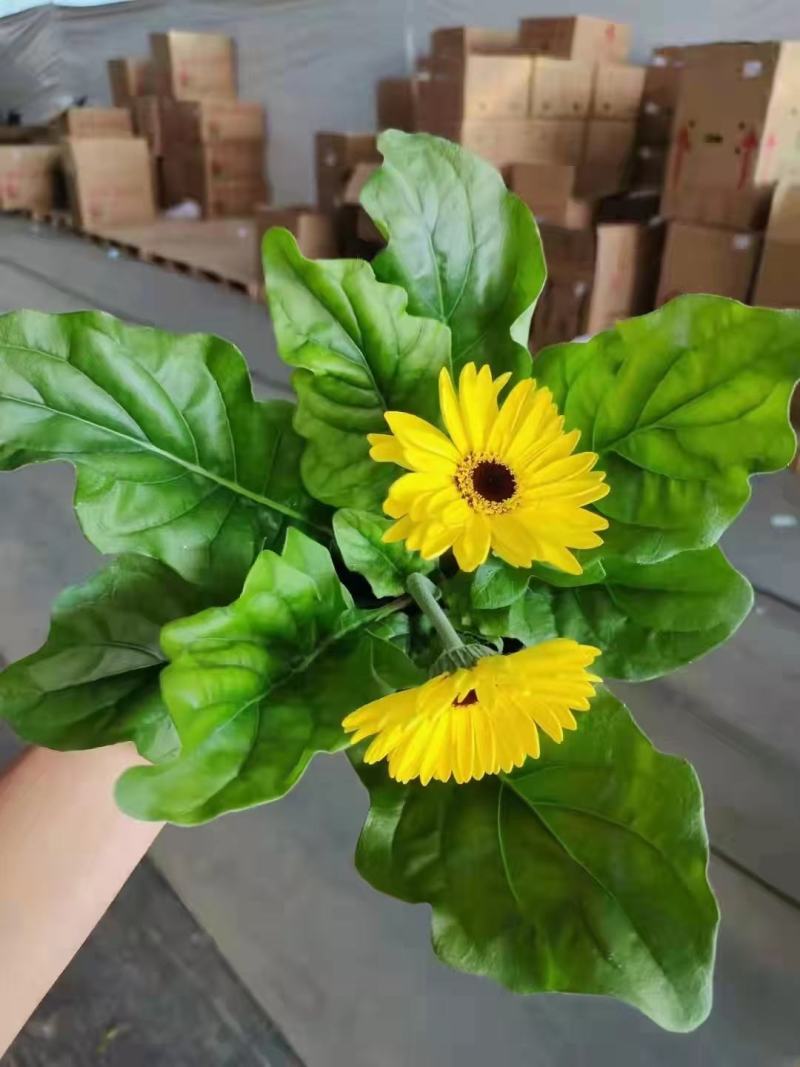 非洲菊实物实拍图状态很好发货标准如