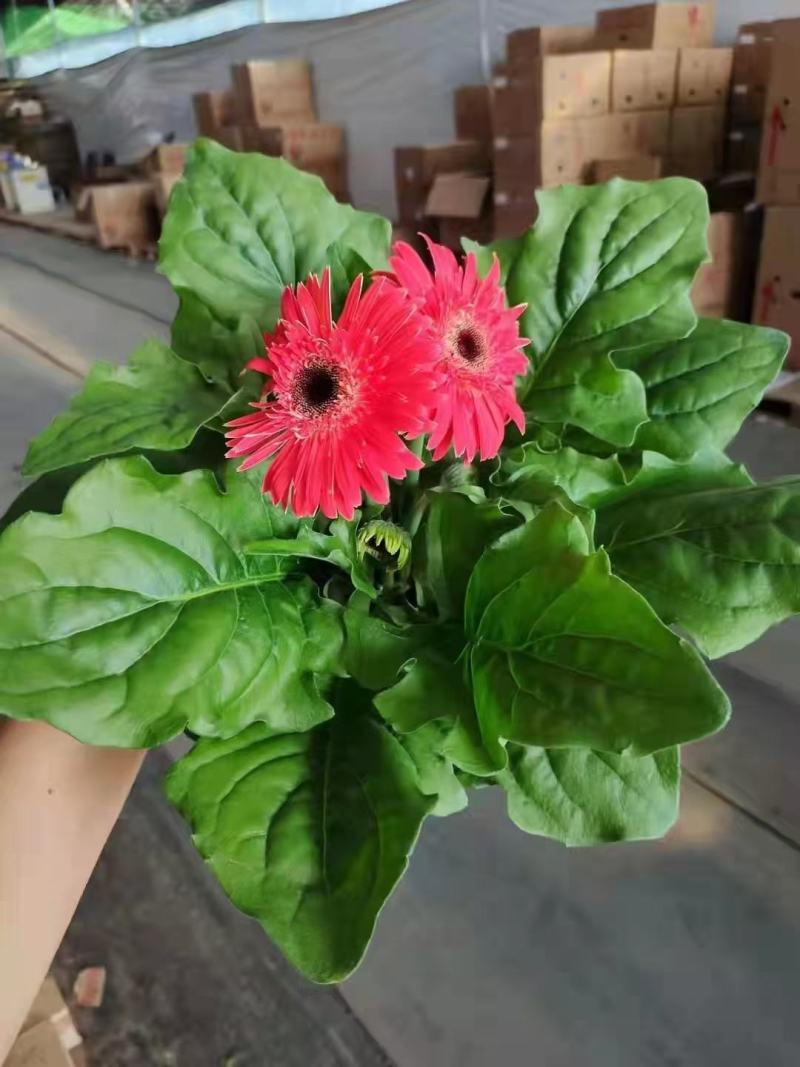 非洲菊实物实拍图状态很好发货标准如
