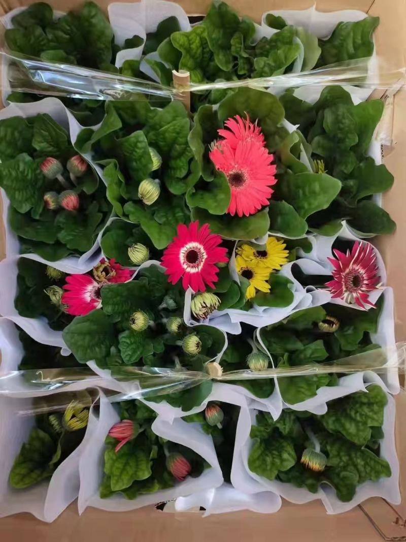 非洲菊实物实拍图状态很好发货标准如
