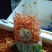 北虫草产区直供，虫草花批发，鲜虫草，虫草专供