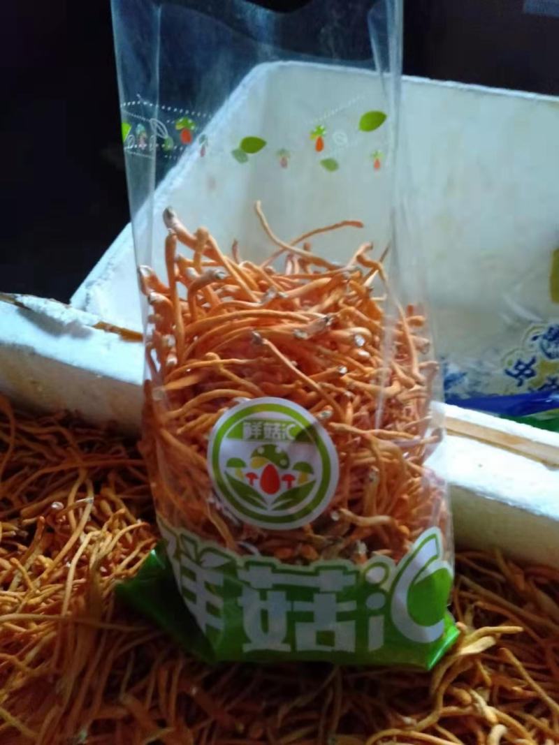 北虫草产区直供，虫草花批发，鲜虫草，虫草专供