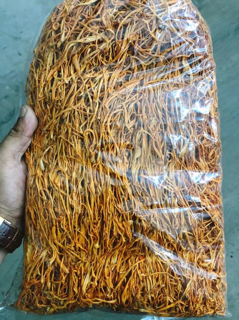 北虫草产区直供，虫草花批发，鲜虫草，虫草专供