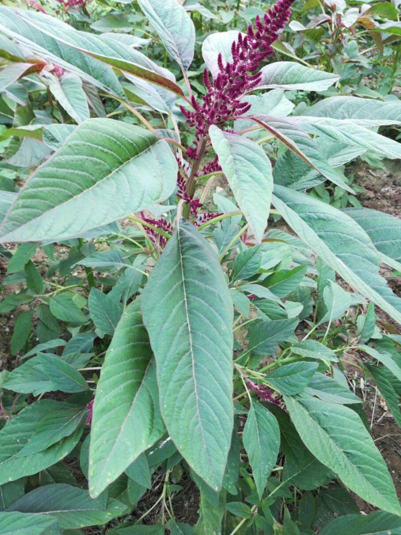雪樱子种子绿色保健蔬菜种子特菜种子营养保健有机蔬菜种籽