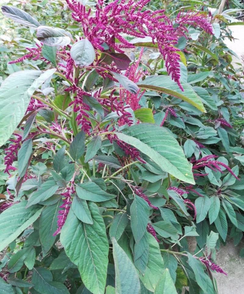 雪樱子种子绿色保健蔬菜种子特菜种子营养保健有机蔬菜种籽