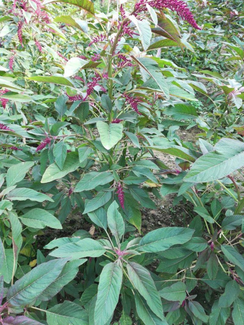 雪樱子种子绿色保健蔬菜种子特菜种子营养保健有机蔬菜种籽
