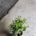 茉莉花0.5加仑小花苞发货刚好两天就变大花苞了量大价优