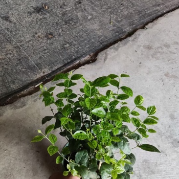 茉莉花0.5加仑小花苞发货刚好两天就变大花苞了量大价优