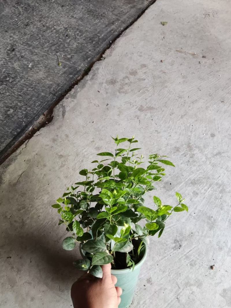 茉莉花0.5加仑小花苞发货刚好两天就变大花苞了量大价优