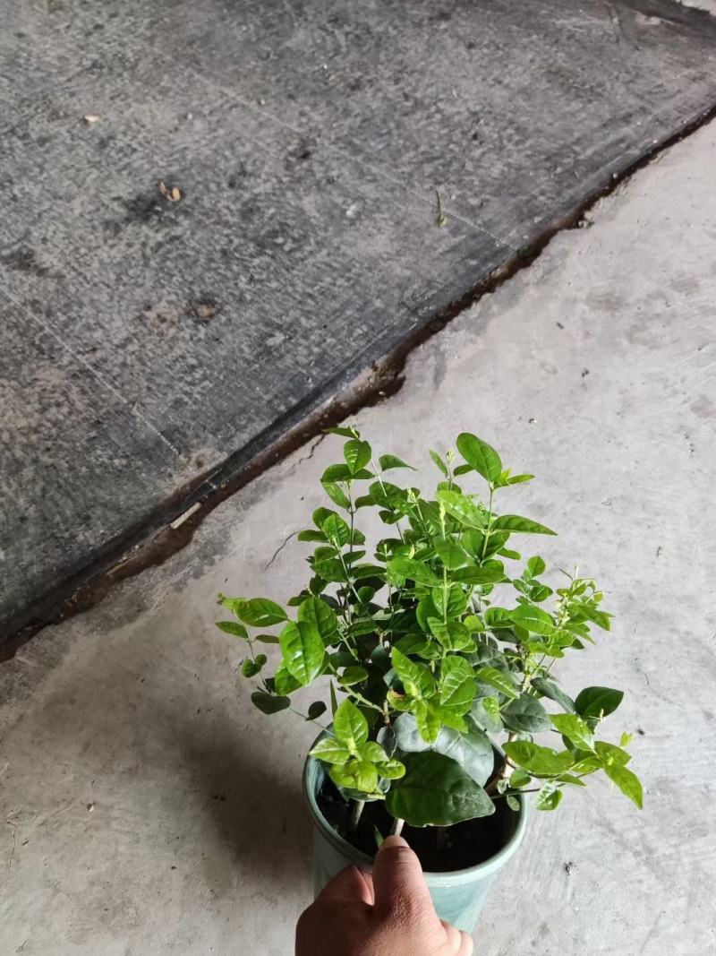 茉莉花0.5加仑小花苞发货刚好两天就变大花苞了量大价优