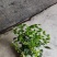 茉莉花0.5加仑小花苞发货刚好两天就变大花苞了量大价优