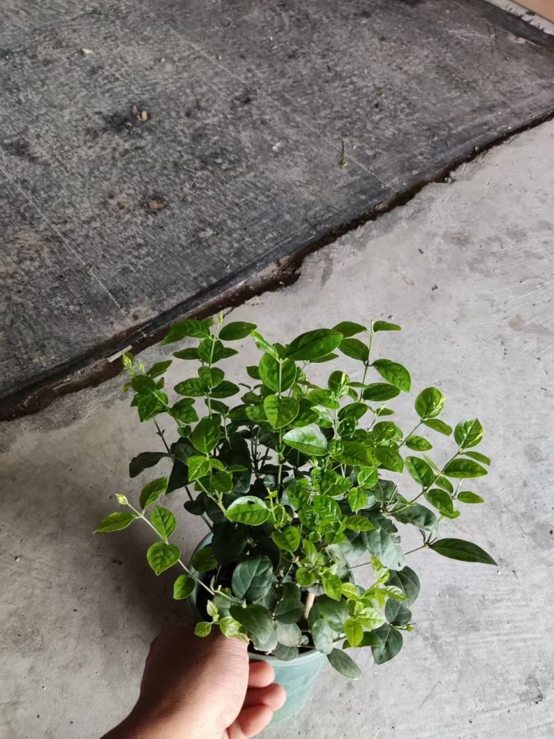 茉莉花0.5加仑小花苞发货刚好两天就变大花苞了量大价优