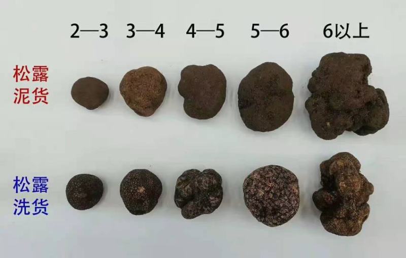 云南一手松露支持电商.微商.拼多多.淘宝.抖音.快手.天