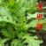 雪里红种子大叶细叶九头鸟雪里蕻阳台盆栽四季蔬菜秋季雪菜种