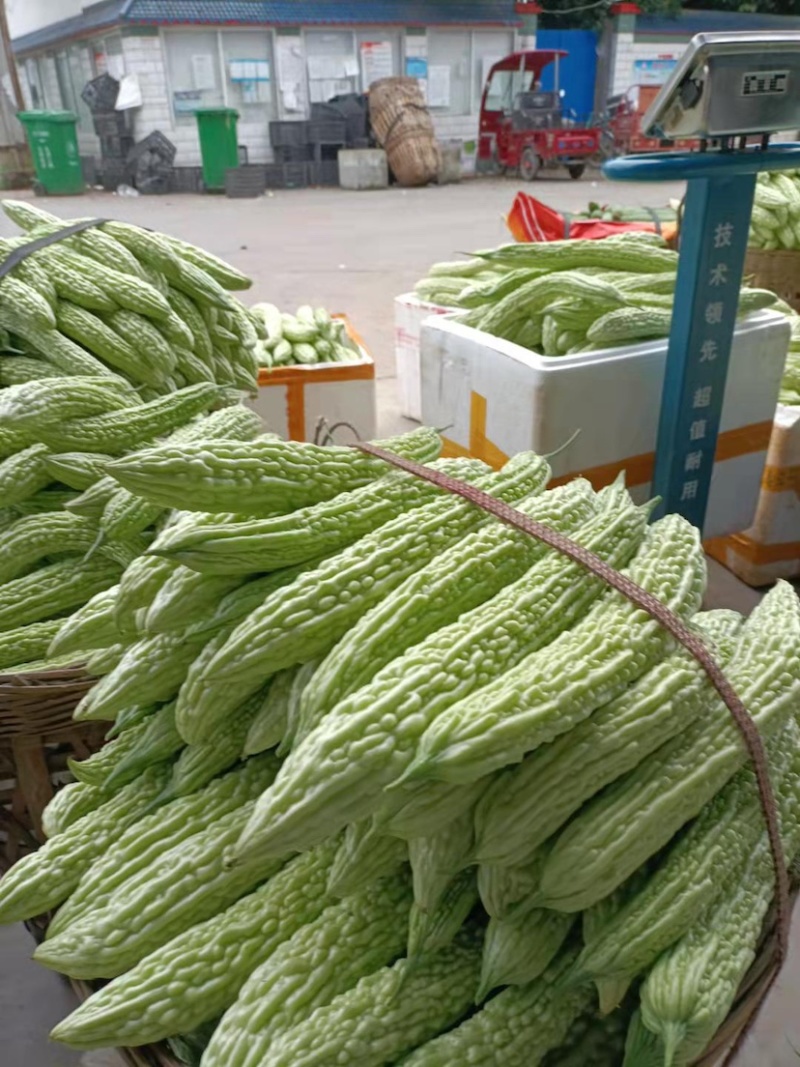 【精品】四川夹江苦瓜大量上市量大从优品质保证诚信经营