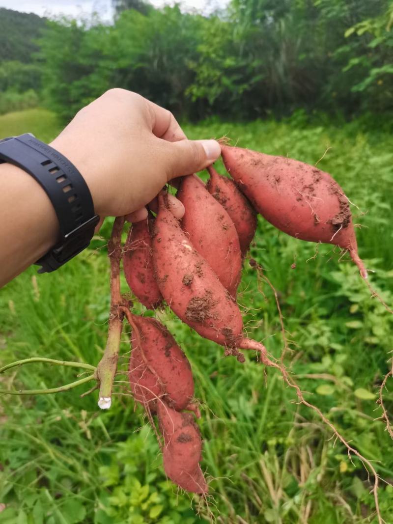 红薯