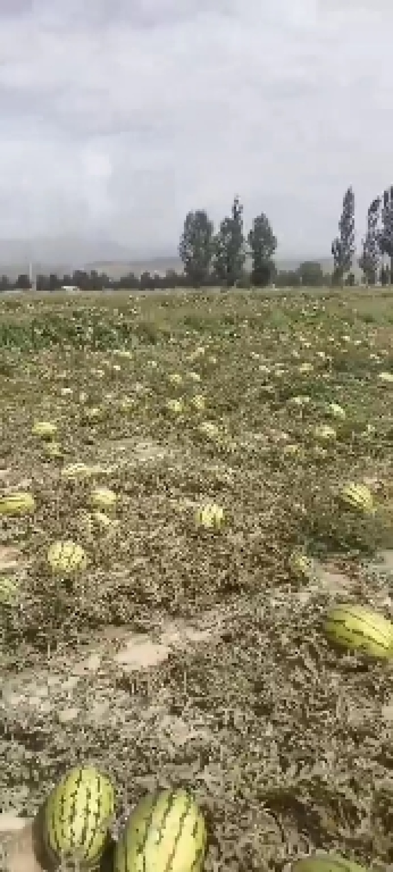 大瓜已结束，需要二茬西瓜的来电