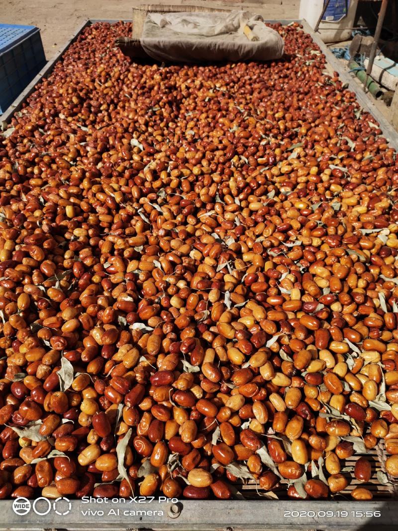 大果沙枣玉门美食特产5斤一袋全国发货沙枣种生产