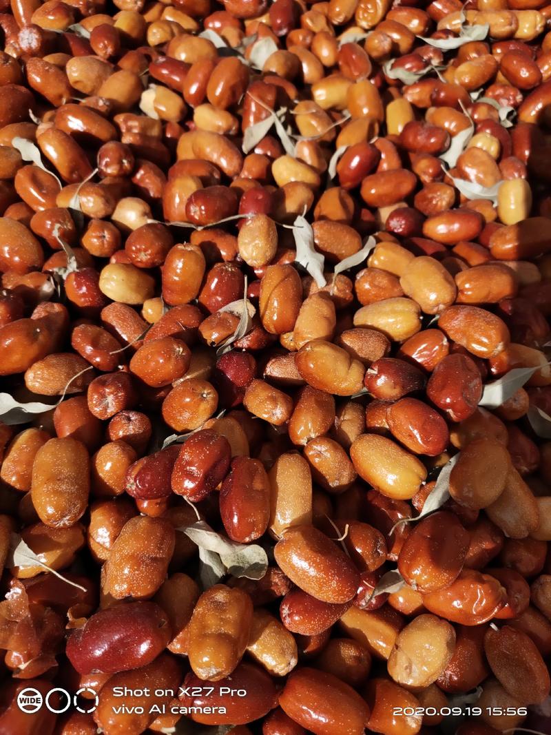 大果沙枣玉门美食特产5斤一袋全国发货沙枣种生产