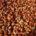 大果沙枣玉门美食特产5斤一袋全国发货沙枣种生产