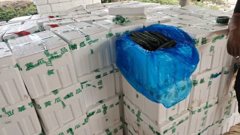 精品【黄瓜油亮密刺】支持视频看货代发中国各地