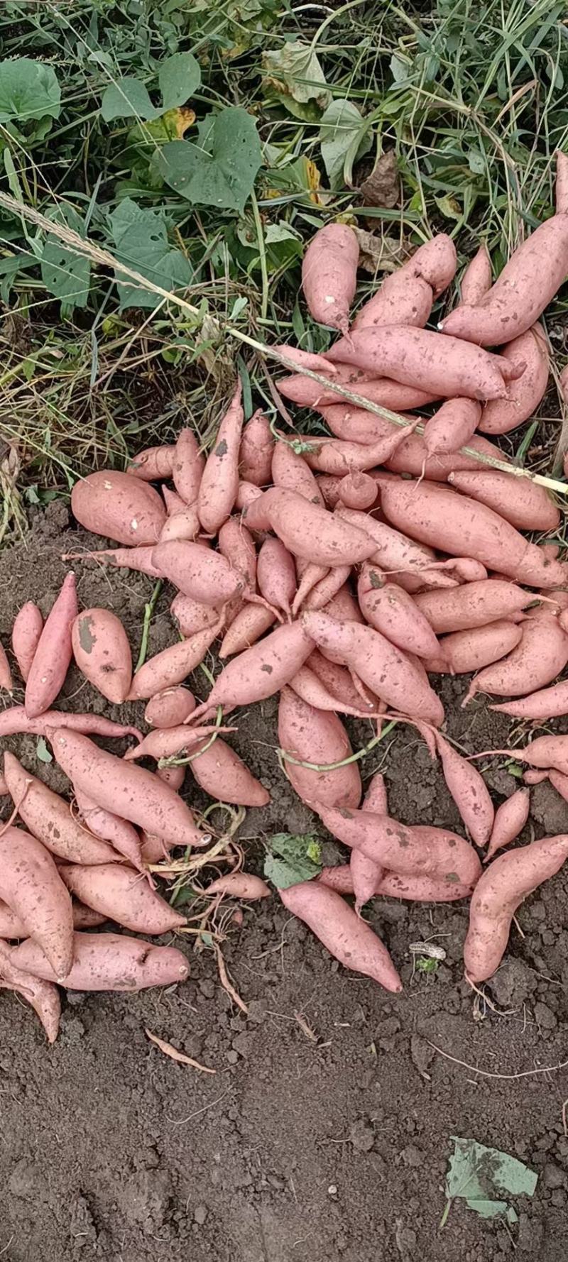 大量供应西瓜红薯，白心商薯19，黄心龙薯九号，基地货