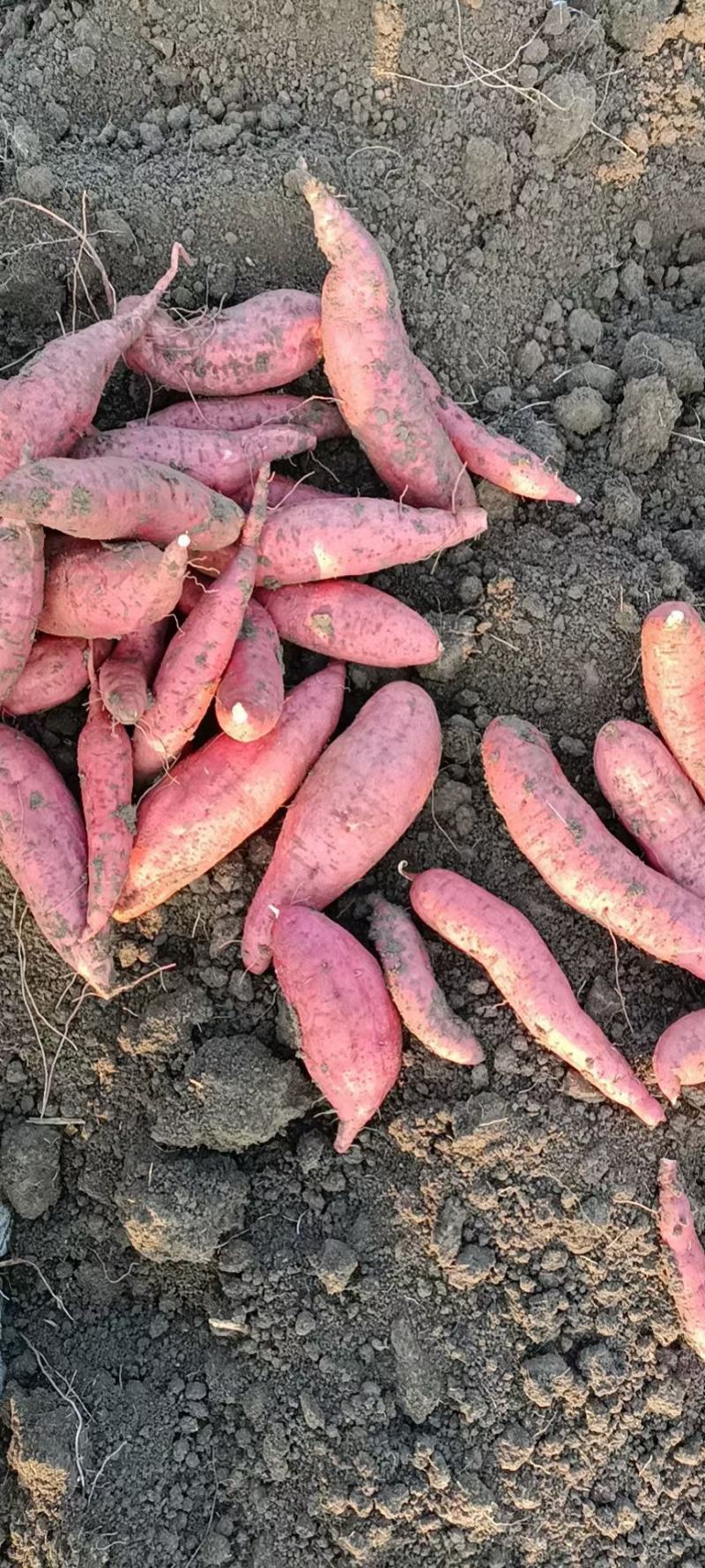 大量供应西瓜红薯，白心商薯19，黄心龙薯九号，基地货