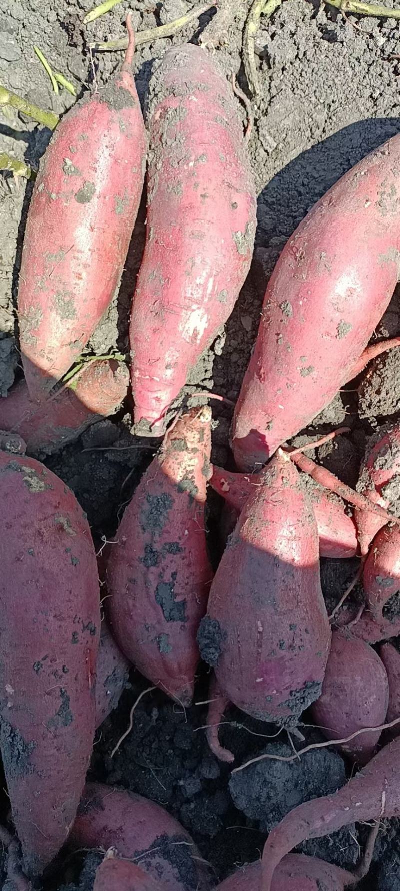 大量供应西瓜红薯，白心商薯19，黄心龙薯九号，基地货