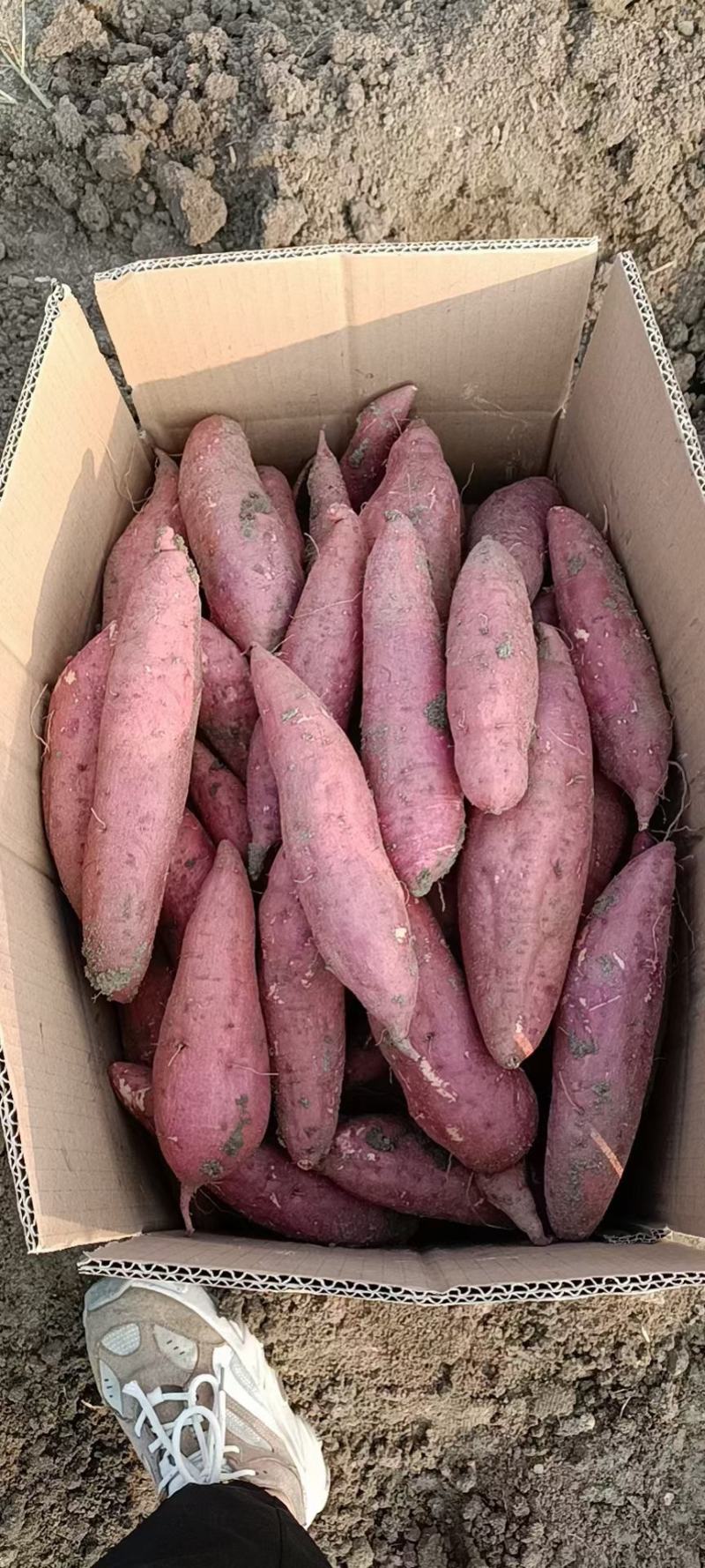 大量供应西瓜红薯，白心商薯19，黄心龙薯九号，基地货