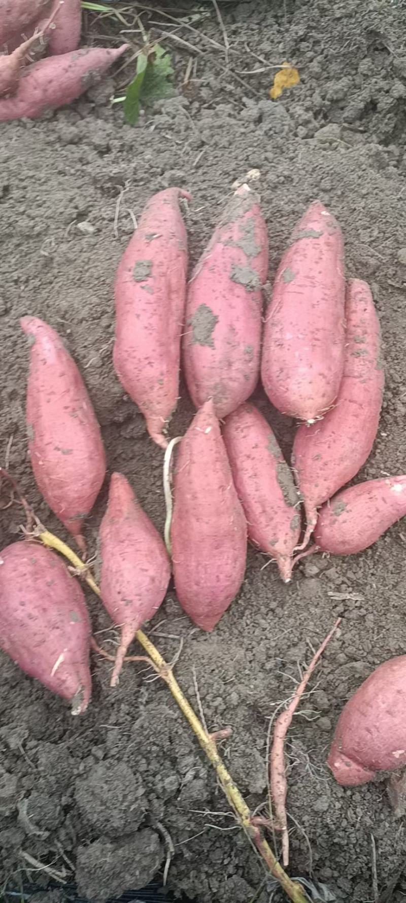 大量供应西瓜红薯，白心商薯19，黄心龙薯九号，基地货