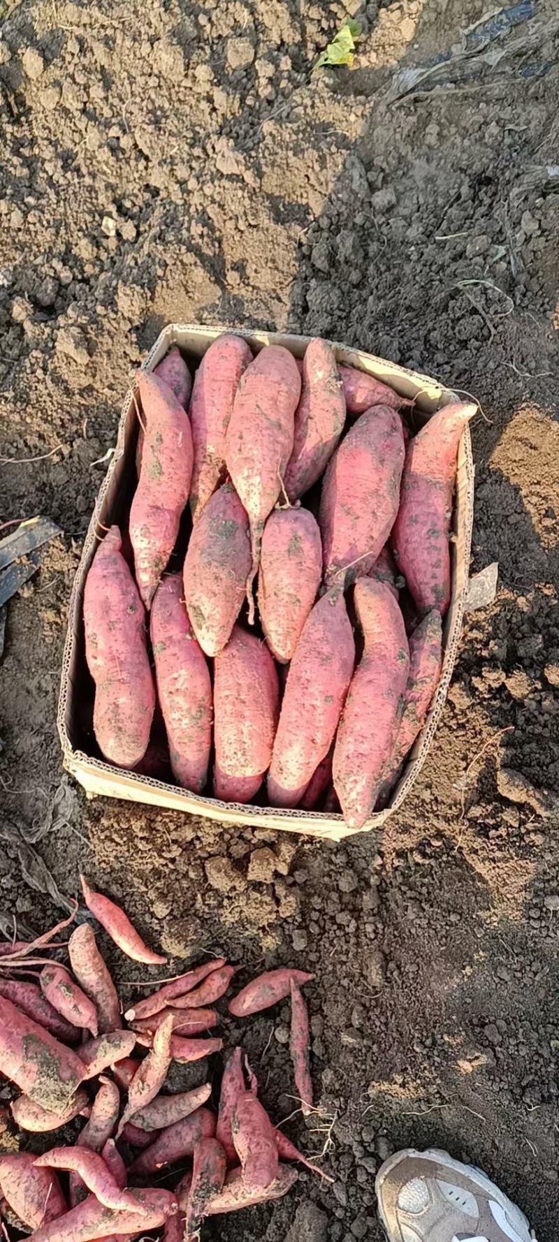 大量供应西瓜红薯，白心商薯19，黄心龙薯九号，基地货