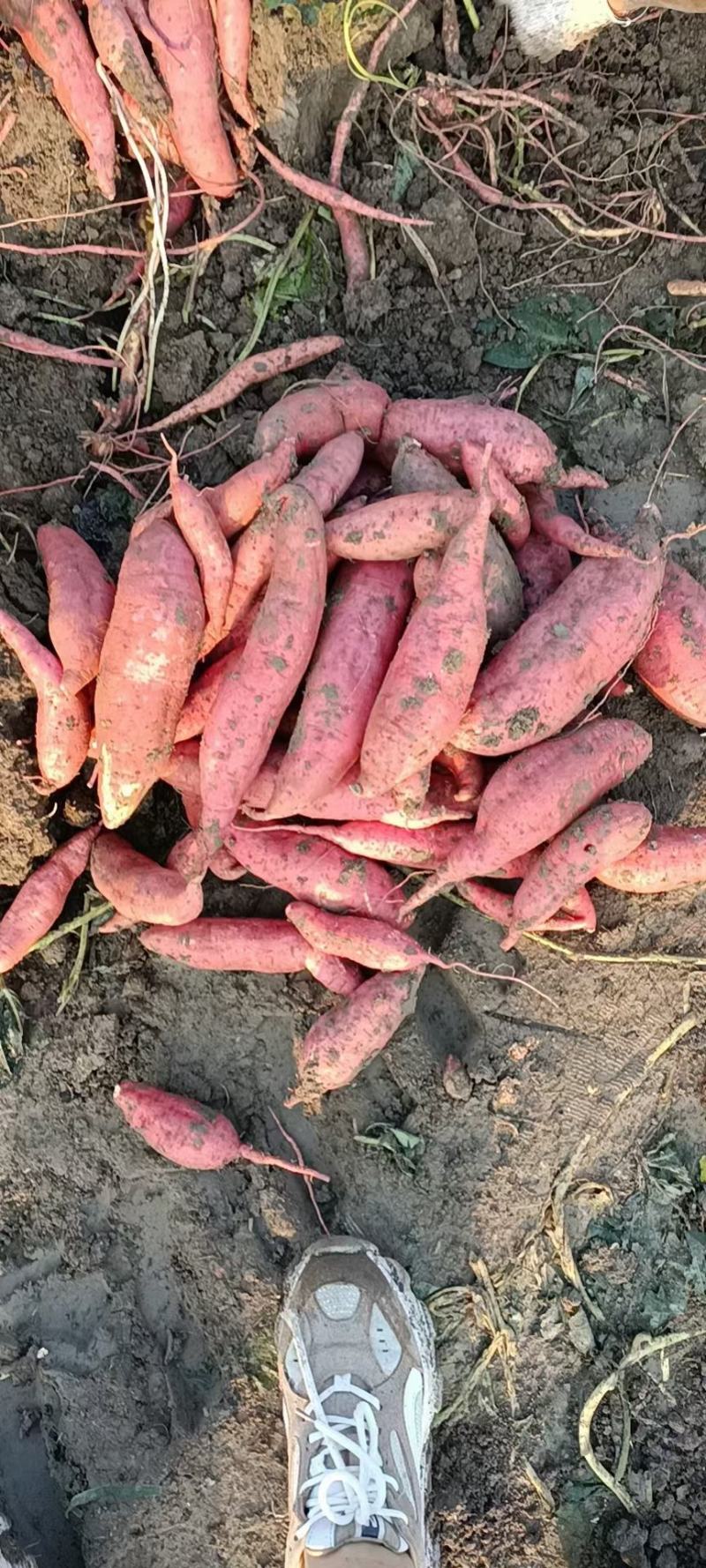 大量供应西瓜红薯，白心商薯19，黄心龙薯九号，基地货