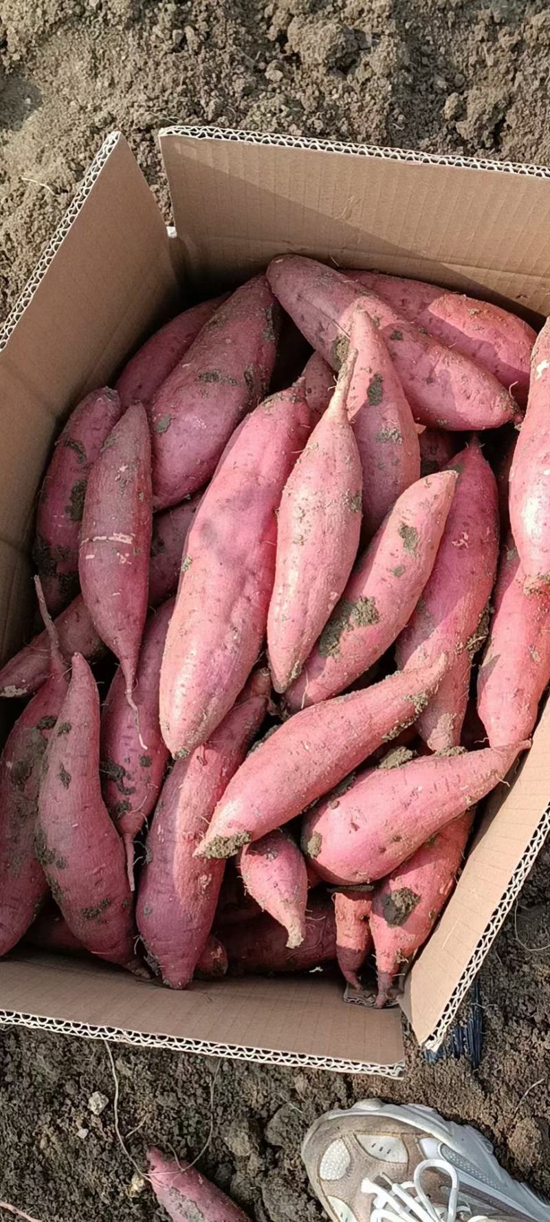 大量供应西瓜红薯，白心商薯19，黄心龙薯九号，基地货