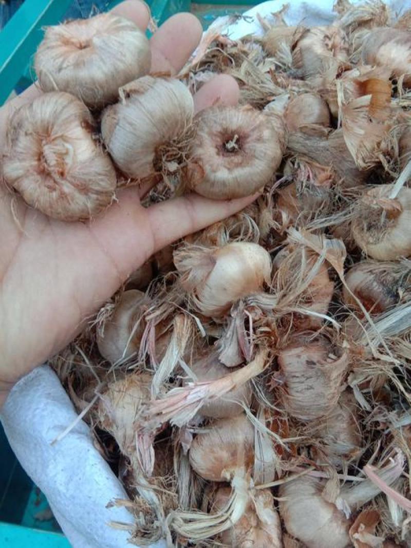 藏红花种球食用耐寒花卉种子冬季西红花苗球根植物盆栽番红花