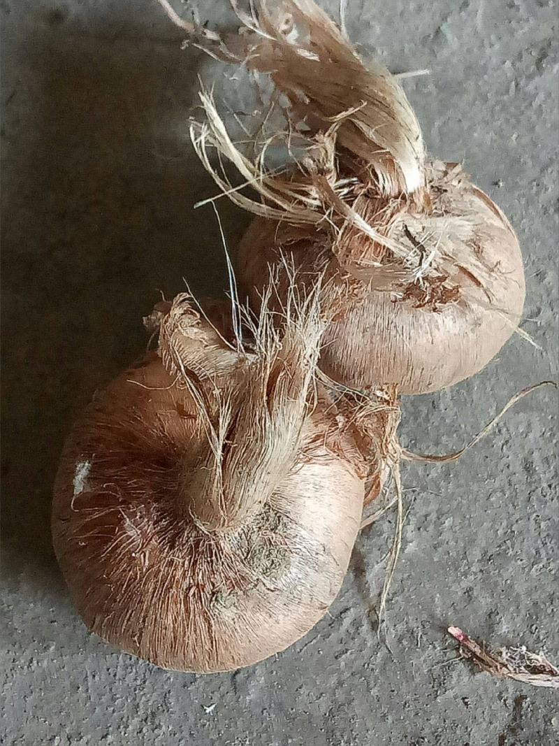藏红花种球食用耐寒花卉种子冬季西红花苗球根植物盆栽番红花