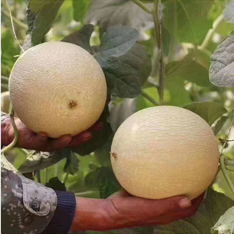 甜瓜玉门花海甜瓜味道香甜可口甜瓜种植基地