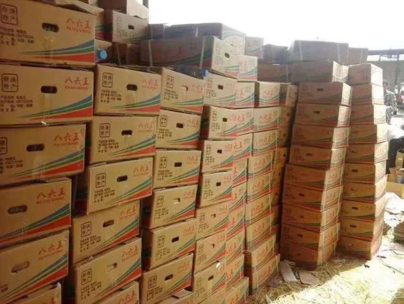 甜瓜玉门花海甜瓜味道香甜可口甜瓜种植基地