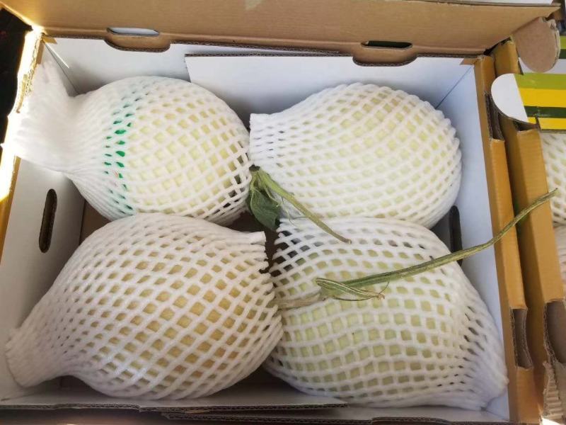 甜瓜玉门花海甜瓜味道香甜可口甜瓜种植基地