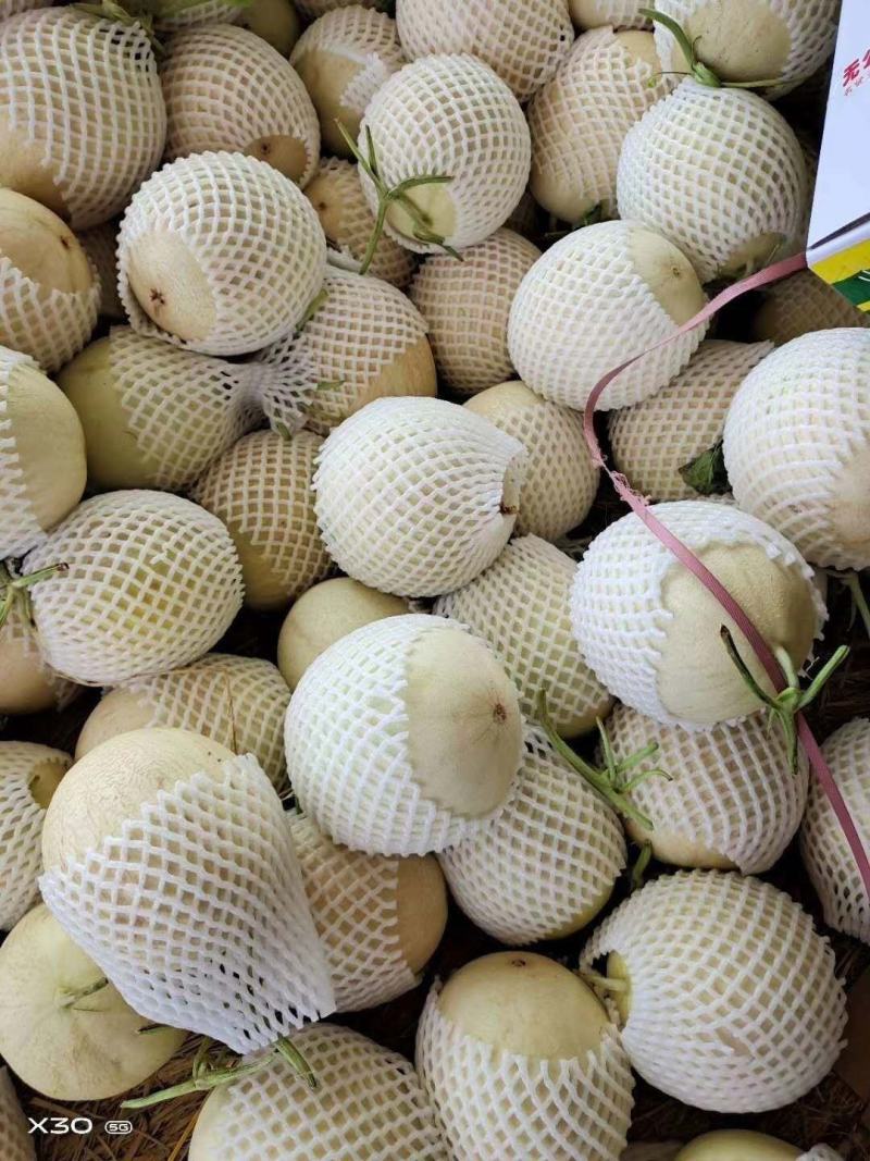 甜瓜玉门花海甜瓜味道香甜可口甜瓜种植基地