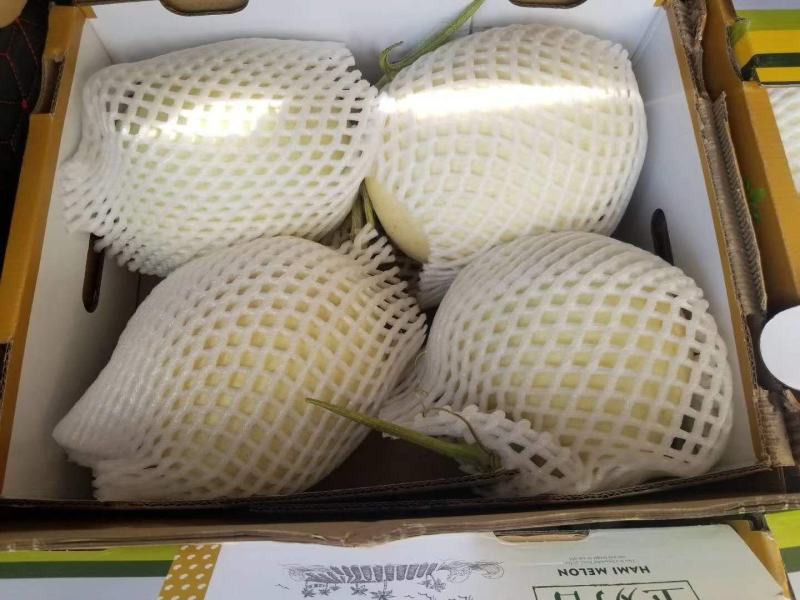 甜瓜玉门花海甜瓜味道香甜可口甜瓜种植基地