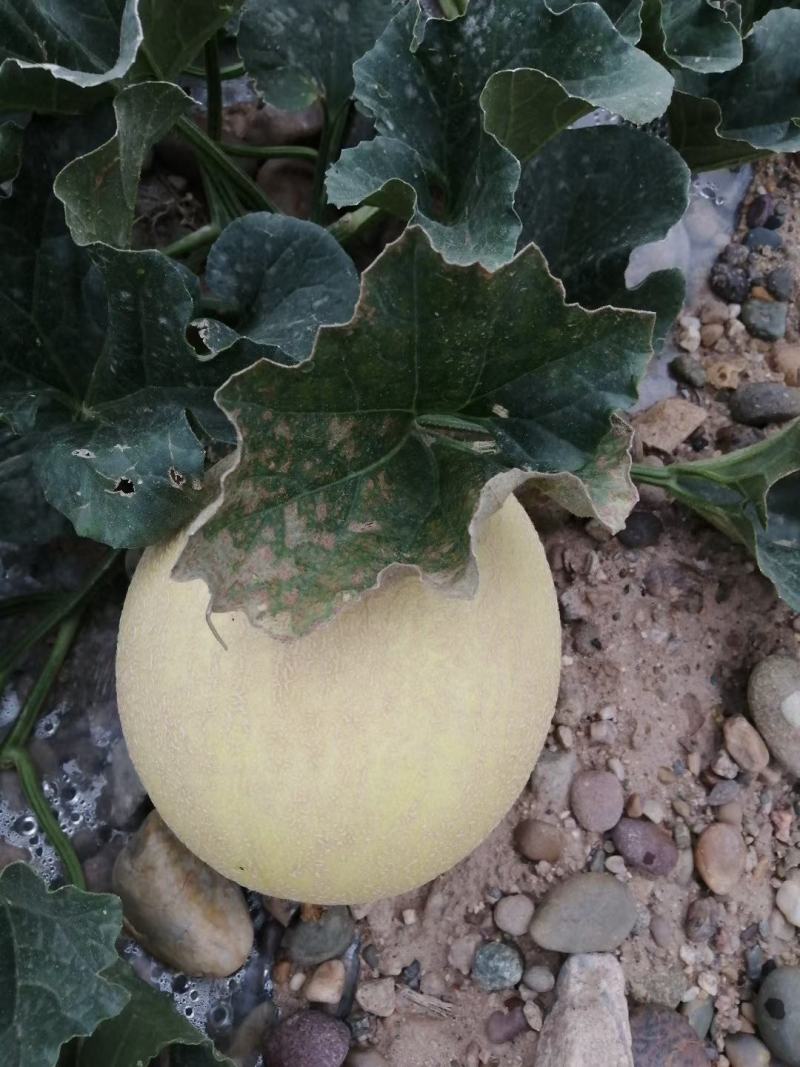 甜瓜玉门花海甜瓜味道香甜可口甜瓜种植基地