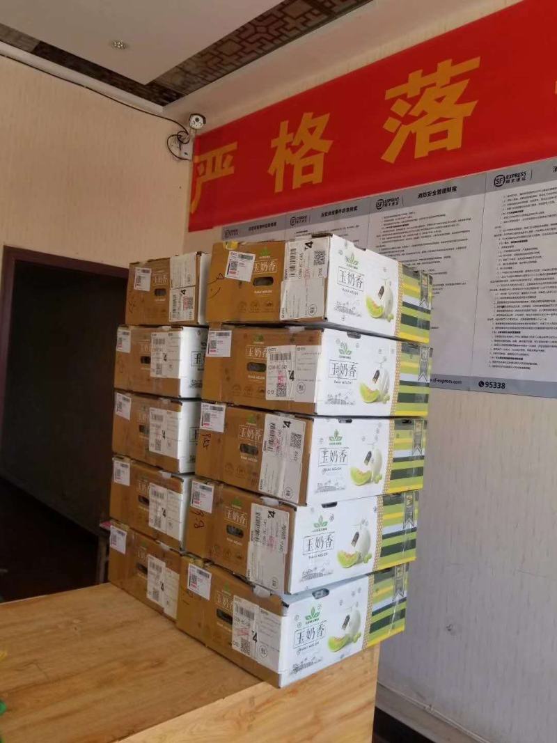 甜瓜玉门花海甜瓜味道香甜可口甜瓜种植基地