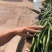 陕西大荔辣椒大量供应，螺线椒大量供应中，色正条直。