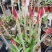 进口朱顶红种球超大特大重瓣带花盆栽花卉室内外阳台庭院植物