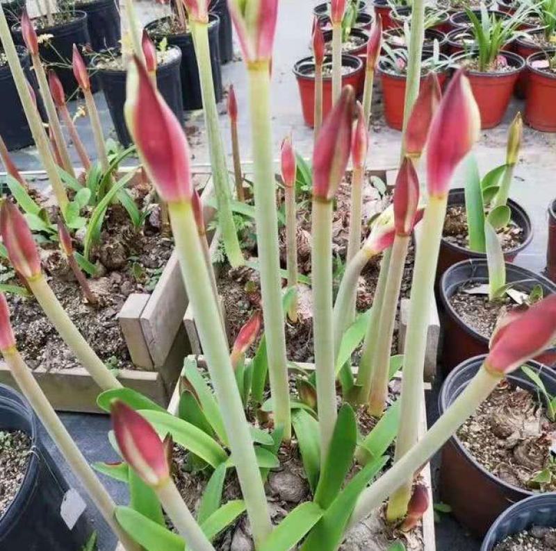 进口朱顶红种球超大特大重瓣带花盆栽花卉室内外阳台庭院植物