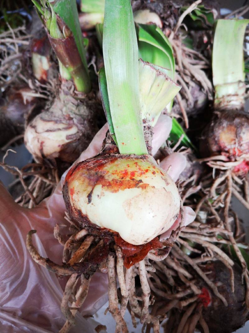 进口朱顶红种球超大特大重瓣带花盆栽花卉室内外阳台庭院植物