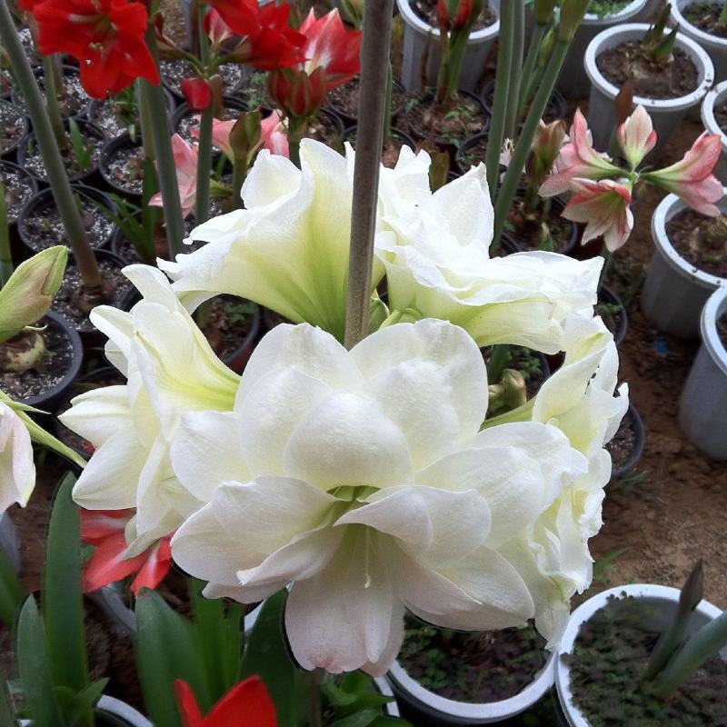 进口朱顶红种球超大特大重瓣带花盆栽花卉室内外阳台庭院植物